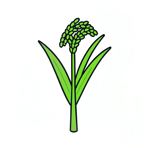 Paddy — jhonā